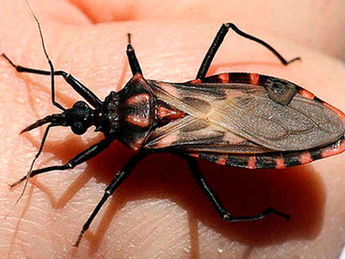 Semana por una Argentina sin Chagas: actividades del 14 al 17 de abril