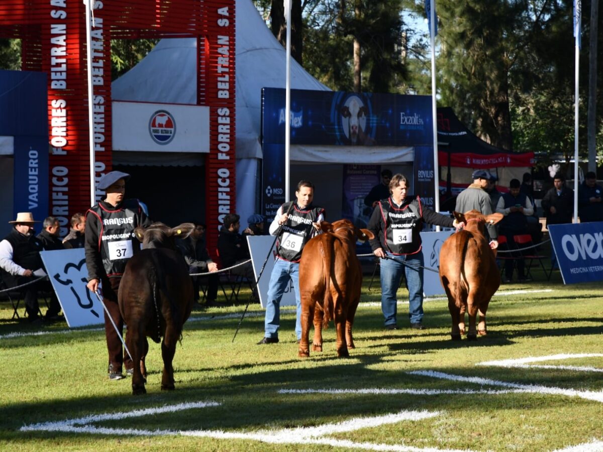 Con más de 400 animales y 80 cabañas  comenzó una nueva edición de ExpoBra 2026